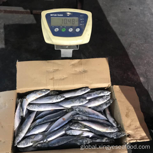 Spanish Mackerel Froen Whole Round Mackerel 80-120 Manufactory